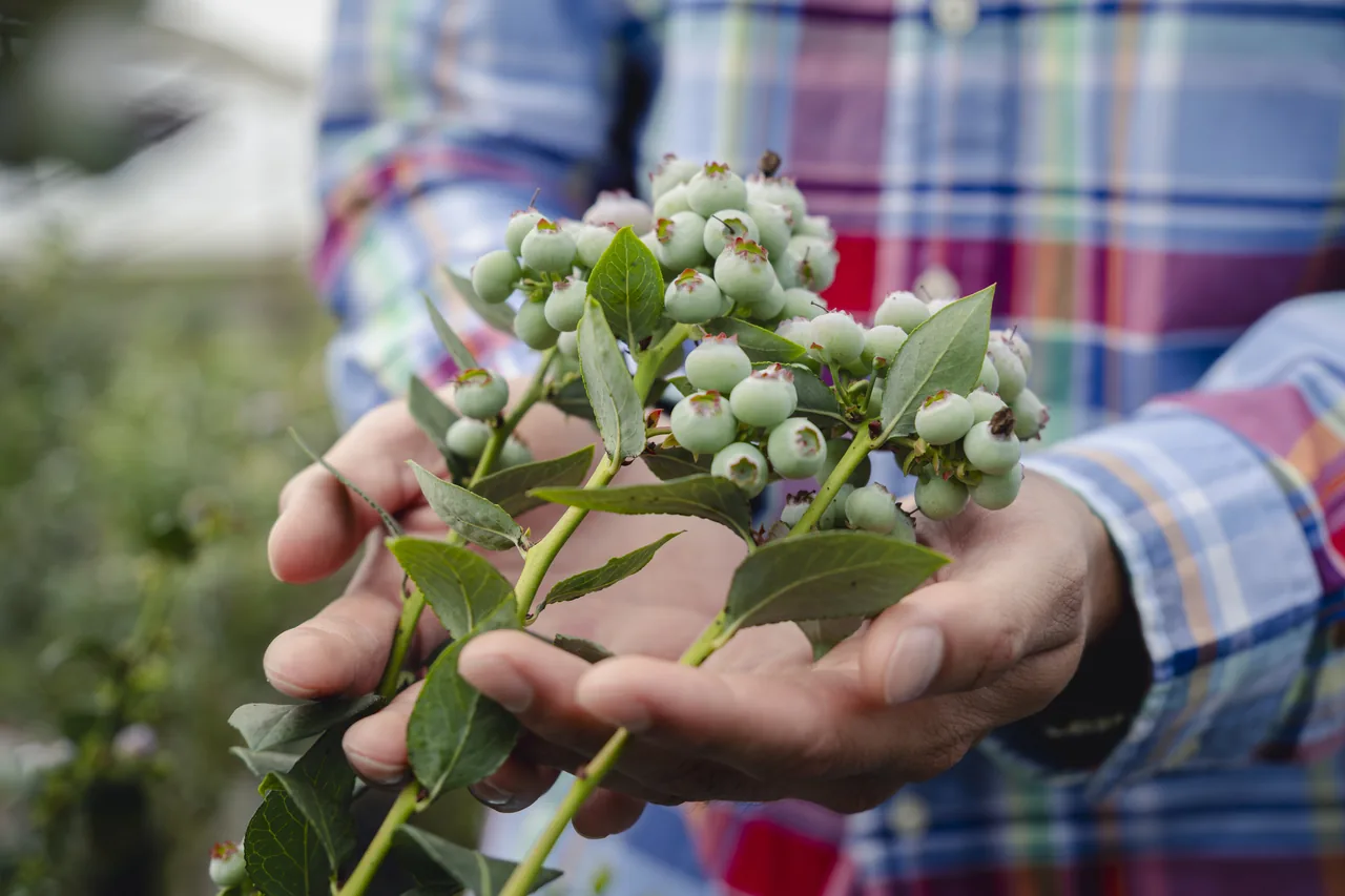 Manos mostrando una rama con frutos de arándano